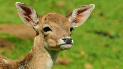 Ostrów Mazowiecka - Kierujący fordem transitem uderzył w przebiegającą przez jez