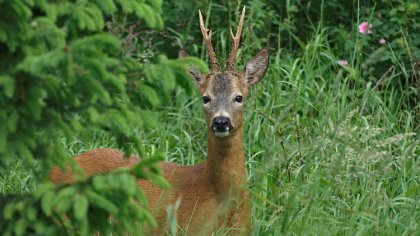 Ostrów Mazowiecka - Do nieszczęśliwego wypadku doszło w miejscowości Nowa Złotor