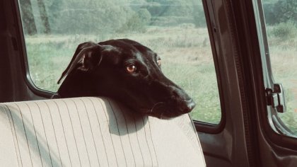Ostrów Mazowiecka - Dyżurny ostrowskiej komendy policji otrzymał zgłoszenie o za