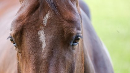 Ostrów Mazowiecka - Ostrowscy policjanci na co dzień interweniują m.in podczas r