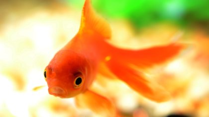 Ostrów Mazowiecka - Miejski Dom Kultury w Ostrowi Mazowieckiej zaprasza na kolej