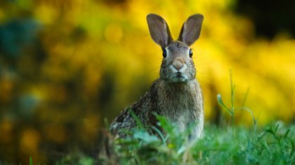 Ostrów Mazowiecka - Miejski Dom Kultury w Ostrowi Mazowieckiej zaprasza na kolej