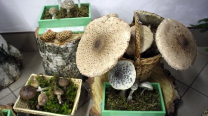 Ostrów Mazowiecka - Powiatowa Stacja Sanitarno-Epidemiologiczna w Ostrowi Mazowi