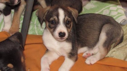 Ostrów Mazowiecka - Każdy kandydat, który startował w niedzielnych wyborach samo