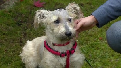 Ostrów Mazowiecka - Policja szuka sprawcy, który skatował półtorarocznego psa. S