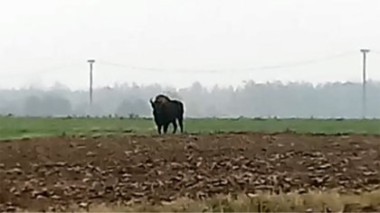 Ostrów Mazowiecka - Czytelniczka Monika postanowiła podzielić się z nami niesamo