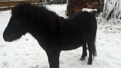 Ostrów Mazowiecka - Przy drodze w Budziszewie (gmina Zaręby Kościelne) błąkały s
