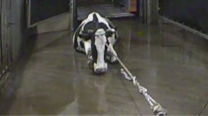 Ostrów Mazowiecka - Policja oraz Główny Inspektorat Weterynarii zajęli się spraw