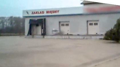 Ostrów Mazowiecka - Szokujący materiał na temat uboju schorowanych, leżących kró