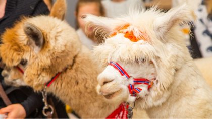Ostrów Mazowiecka - Uczestnicy ostrowskiego Środowiskowego Domu Samopomocy wzięl