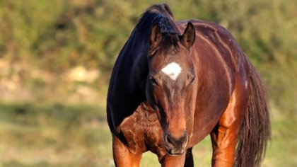 Ostrów Mazowiecka - Słynne polskie stadniny koni arabskich w Janowie Podlaskim i