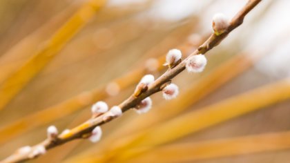 Ostrów Mazowiecka - Pierwsze oznaki wiosny mogliśmy zauważyć już w lutym. Tegoro