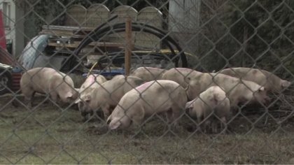 Ostrów Mazowiecka - Producenci rolni którzy w związku z wystąpieniem ASF otrzyma