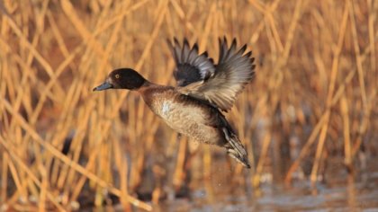 Ostrów Mazowiecka - Ostrowskie Stowarzyszenie 