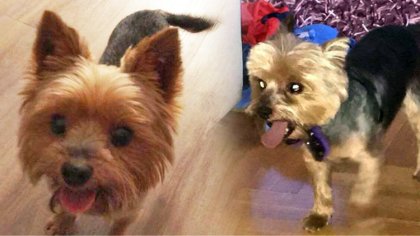 Ostrów Mazowiecka - Zaginął pies rasy York. Wabi się Codi. Czworonóg bardzo dużo