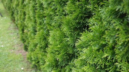 Ostrów Mazowiecka - W drugiej połowie kwietnia w powiecie ostrowskim doszło do k