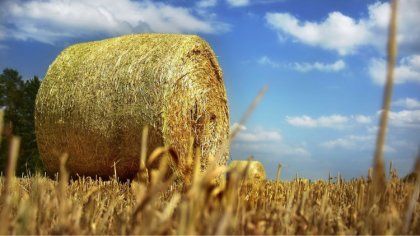 Ostrów Mazowiecka - Lato to czas wytężonej pracy dla rolników. Podczas prac polo