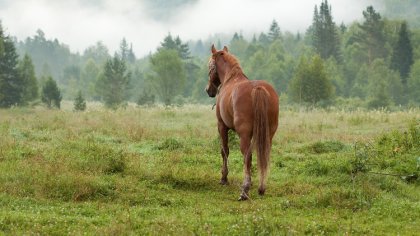 Ostrów Mazowiecka - Pomiędzy Ostrowią Mazowiecką a Nagoszewem 25 lipca doszło do