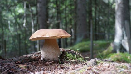 Ostrów Mazowiecka - Nadleśnictwo Wyszków zaprasza wszystkich miłośników zbierani