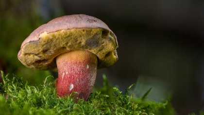 Ostrów Mazowiecka - Jesień to czas grzybobrania, a prawdziwki, podgrzybki czy ma