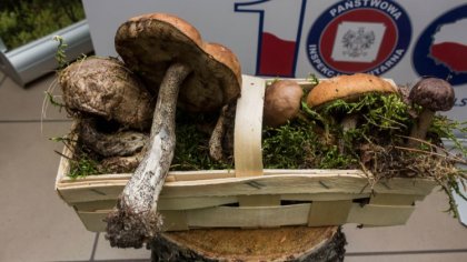 Ostrów Mazowiecka - Dziś otwarto wystawę grzybów w siedzibie Powiatowej Stacji S