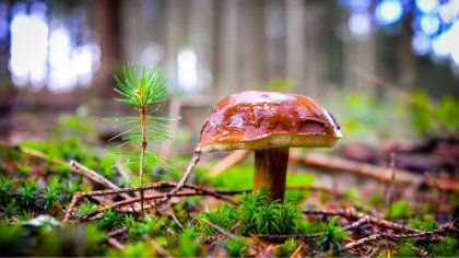 Ostrów Mazowiecka - Sezon grzybowy w pełni. Niestety dla nierozsądnych grzybiarz