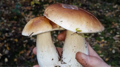 Ostrów Mazowiecka - Grzybobranie trwa w pełni, a nasi czytelnicy na bieżąco chwa