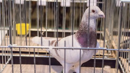 Ostrów Mazowiecka - Trzydziesta trzecia edycja wystawy gołębi pocztowych okręgu 