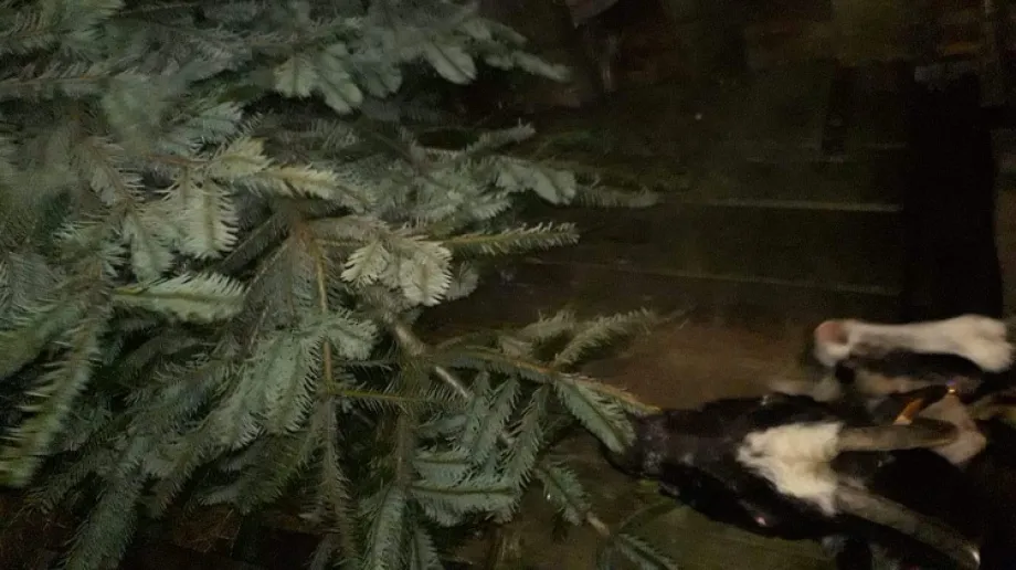 We wtorek 7 stycznia o godzinie 17.00 przed kościołem pod wezwaniem Wniebowzięcia Najświętszej Maryi Panny rozpocznie się zbiórka poświąte