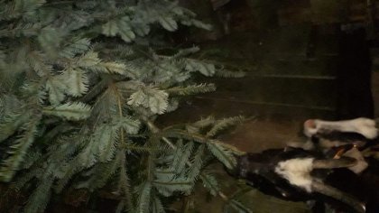 Ostrów Mazowiecka - We wtorek 7 stycznia o godzinie 17.00 przed kościołem pod we