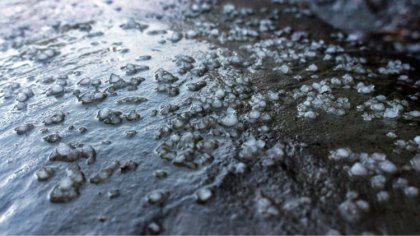 Ostrów Mazowiecka - Wójt Gminy Wąsewo informuje, że rolnicy, których uprawy ucie