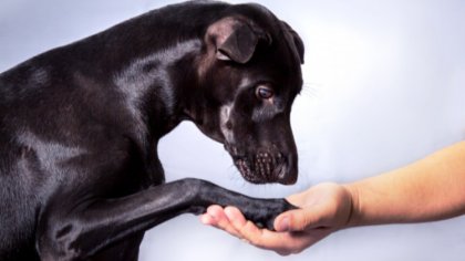 Ostrów Mazowiecka - Zostań wolontariuszem i wychowaj szczeniaka, który przygotow