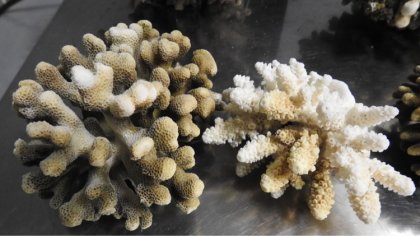Ostrów Mazowiecka - Rafa koralowa o wadze prawie 2,5 kg została znaleziona w bag