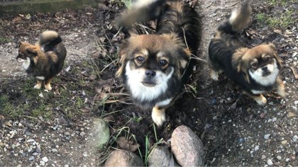 Ostrów Mazowiecka - Czytelniczka zauważyła błąkającego się psa. Zwierzak spacero