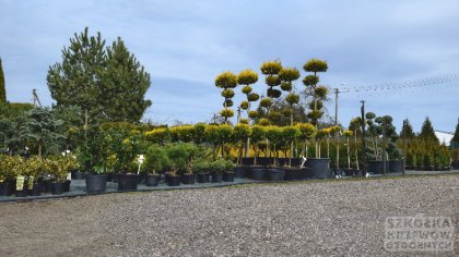 Ostrów Mazowiecka - Czas na wiosenne porządki w twoim ogrodzie, zapraszamy do za