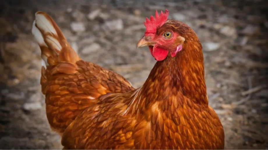 Inspekcja weterynaryjna informuje o ryzyku wystąpienia wysoce zjadliwej grypy ptaków w związku ze stwierdzeniem nowych ognisk na terenie zachodn