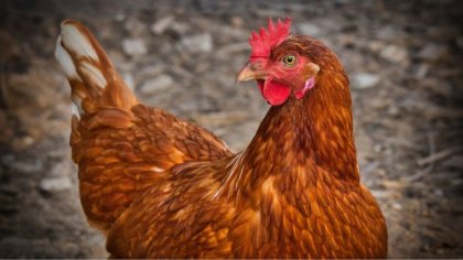 Ostrów Mazowiecka - Inspekcja weterynaryjna informuje o ryzyku wystąpienia wysoc