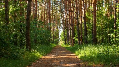 Ostrów Mazowiecka - Nadleśnictwo Ostrów Mazowiecka poinformowało o planowaniu wy