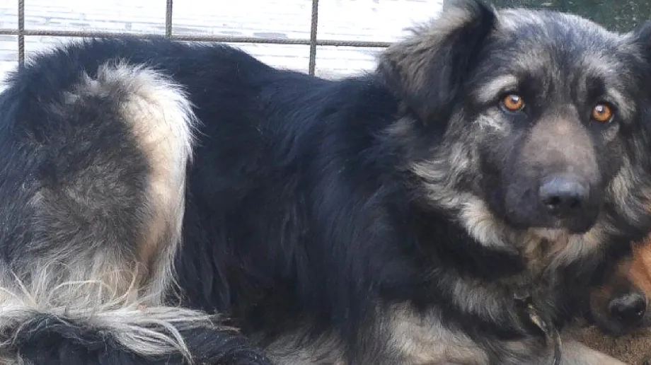 Burmistrz Jerzy Bauer spotkał się z przedstawicielkami Fundacja LePsie Jutro z Ostrowi Mazowieckiej. Rozmowy dotyczyły bezdomnych zwierząt w mi