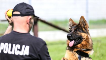 Ostrów Mazowiecka - Zastanawialiście się kiedyś na czym polega służba psa w Poli