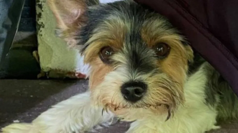 Do naszej redakcji z prośbą o pomoc zgłosiła się jedna z czytelniczek, której w piątek 12 września około godziny 17 zaginął pies.
[foto