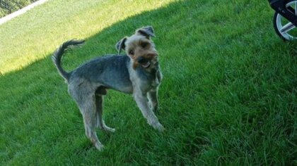 Ostrów Mazowiecka - Czytelniczka prosi o pomoc w odnalezieniu psa, który zaginął