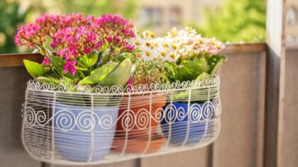 Ostrów Mazowiecka - Kwiaty balkonowe
Zadbany balkon to nie tylko wizytówka nasz