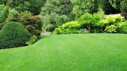 Ostrów Mazowiecka - Ciekawe krzewy owocowe
W polskich ogrodach i sadach niezmie