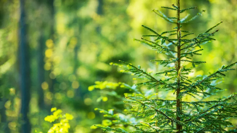 Już jutro, każdy kto ma trochę wolnej przestrzeni oraz chęci do posadzenia drzewa będzie mógł odebrać swój świerk. Projekt organizowany j