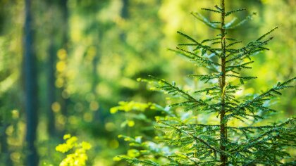 Ostrów Mazowiecka - Już jutro, każdy kto ma trochę wolnej przestrzeni oraz chęci