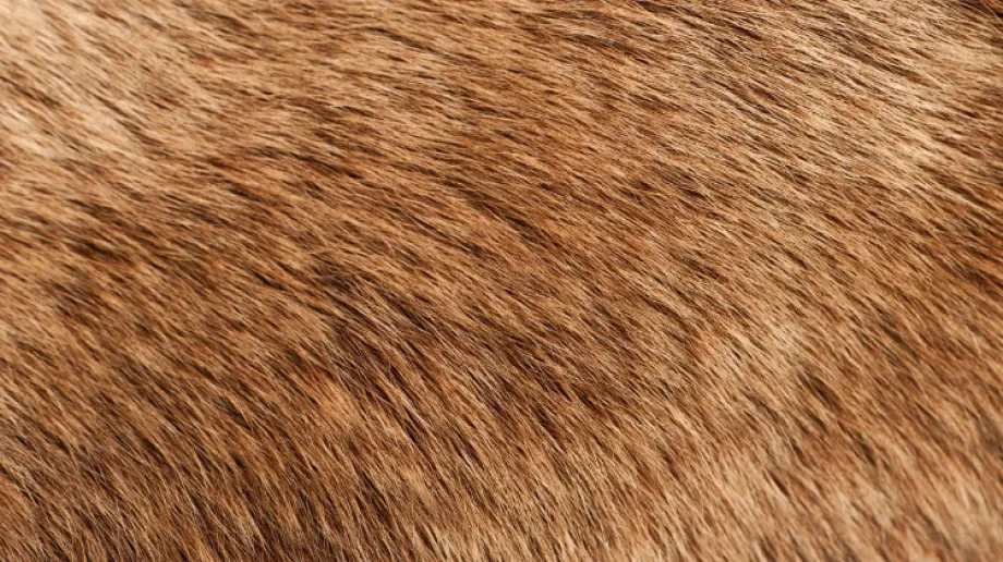 Na drodze krajowej nr 60 w Wąsewie Zalesiu doszło do zdarzenia drogowego z udziałem kierującego fordem z łosiem.
[foto]25358[/foto]
- Policj