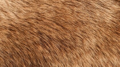 Ostrów Mazowiecka - Na drodze krajowej nr 60 w Wąsewie Zalesiu doszło do zdarzen