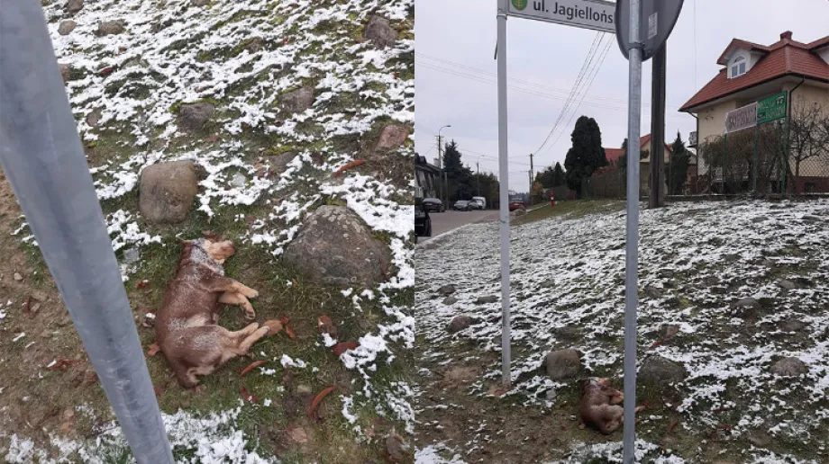 fot. Fundacja LePsie Jutro / Facebook