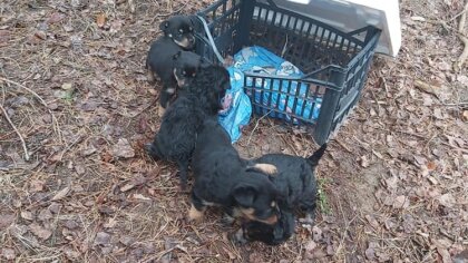 Ostrów Mazowiecka - Grupa młodych ludzi odnalazła w Starym Lubiejewie kilka szcz